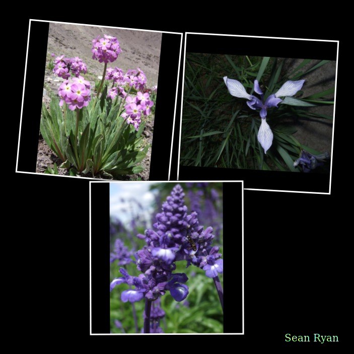 Ladakh-flowers - Every Day Photos