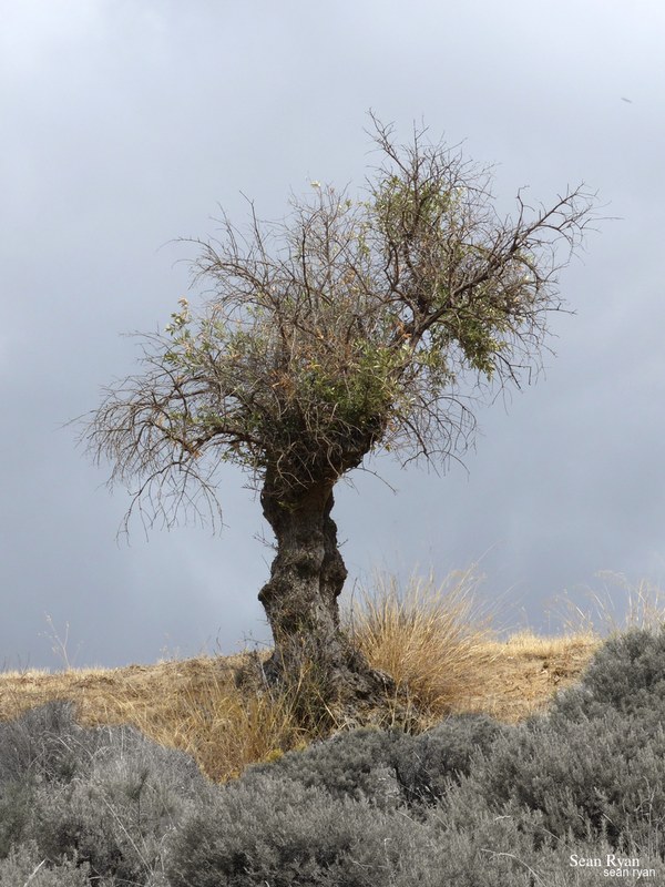 Trees Of Cahorros