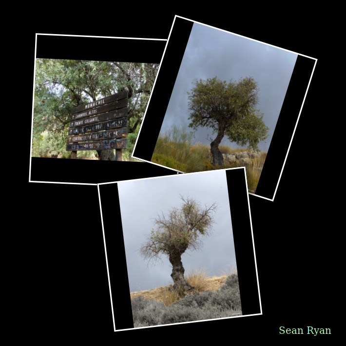 Trees Of Cahorros - Every Day Photos