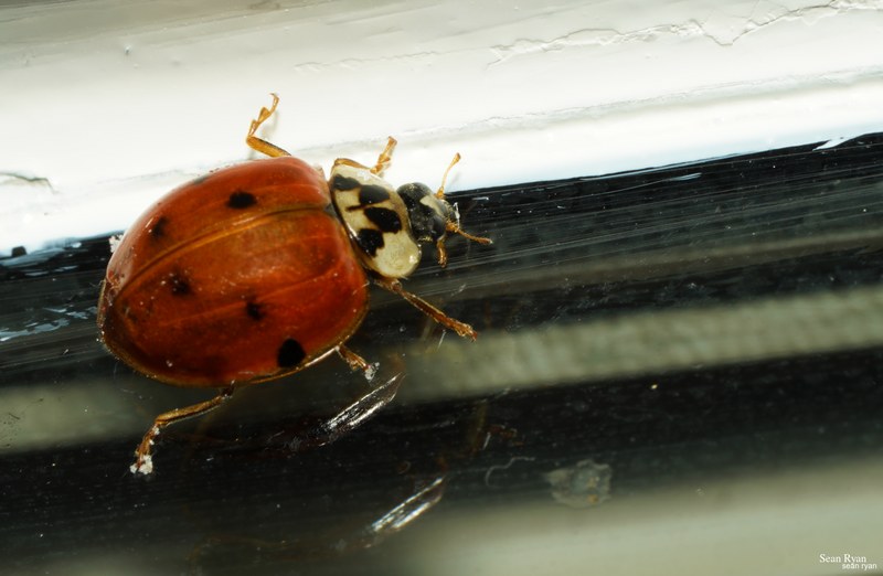 2021 - Macro Ladybirds