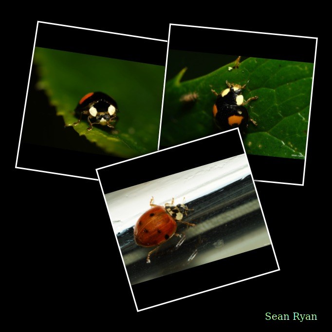 2021 - Macro Ladybirds