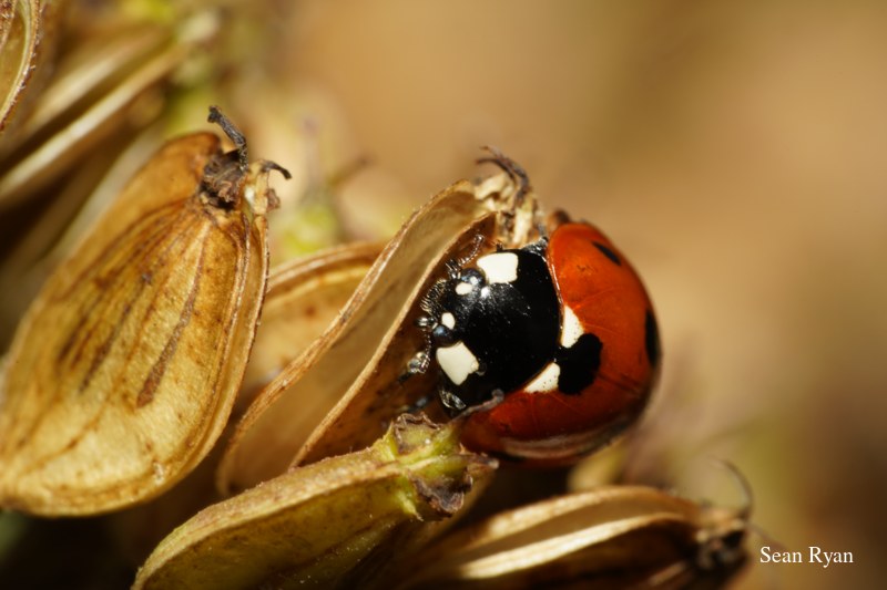 2022 - Bugs Galore In Texel
