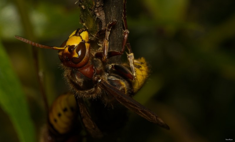 2022 - Macro Hornets And Stink-bugs Up Close - SA704370.good.better.editted.cropped