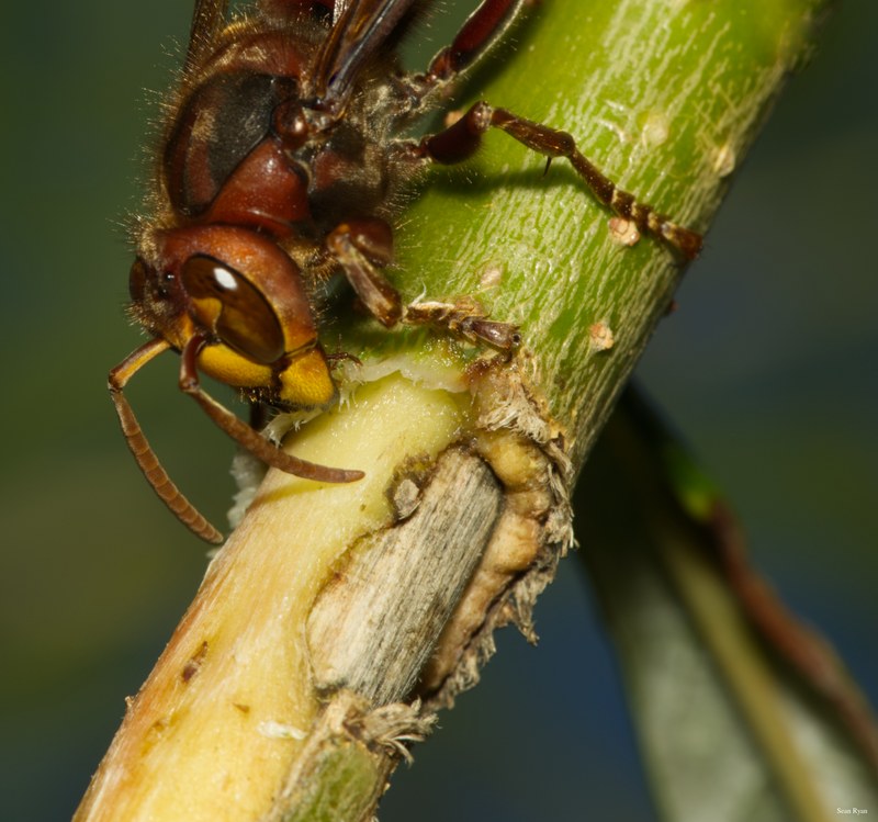 2022 - Macro Hornets And Stink-bugs Up Close