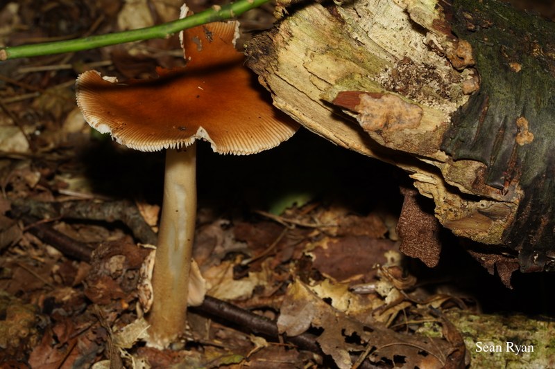 2022 - Macro Mushrooms - SA703353.ok_.2