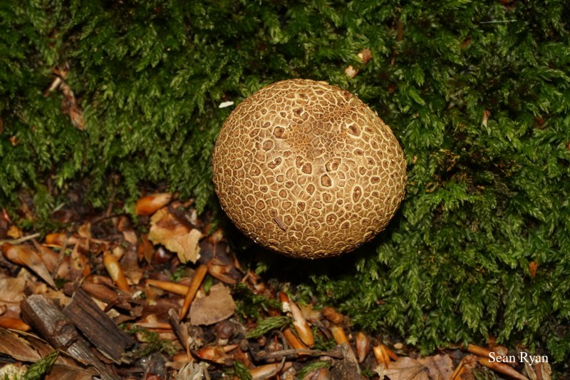 2022 - Macro Mushrooms