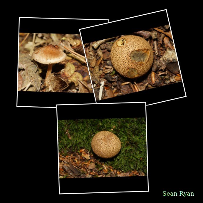 2022 - Macro Mushrooms