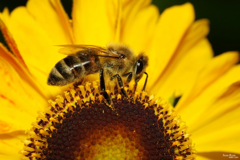 2023-07 - Flying Bees At Apiary Near Clingandael - The Hague