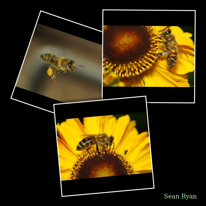 2023-07 - Flying Bees At Apiary Near Clingandael - The Hague