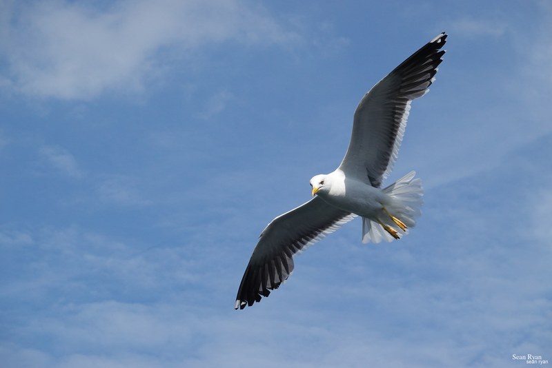 2023-08 - Birds Of Texel In Flight