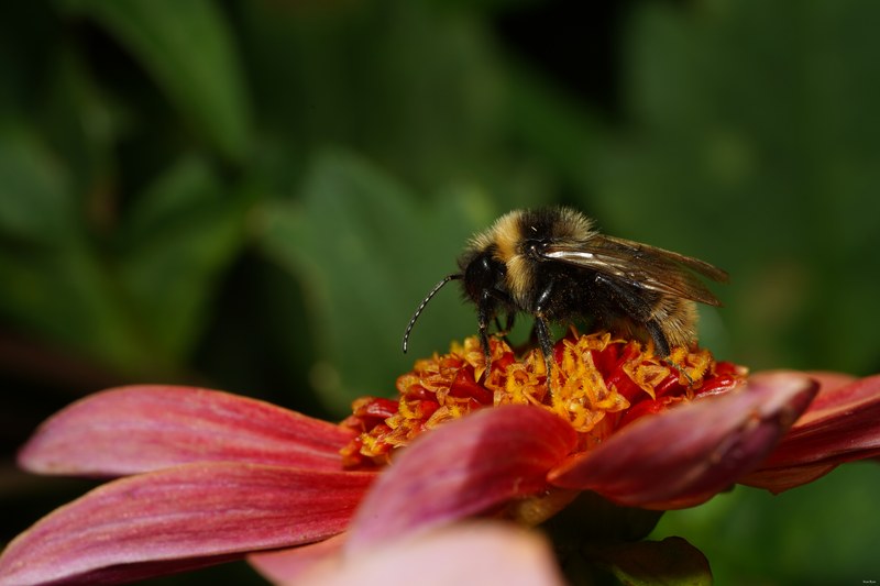 2023-09 - Texel Bugs Flowers And Beasties