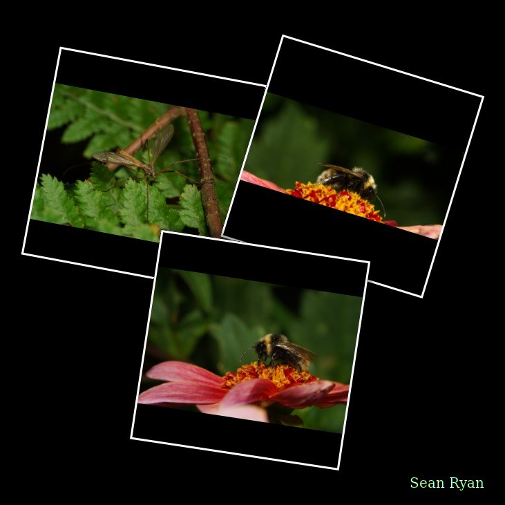2023-09 - Texel Bugs Flowers And Beasties