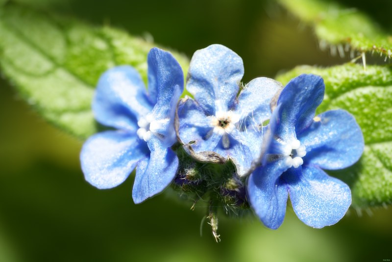 2024-04 - Rosarium Westbroekpark In Macro - SA708095_SA708096_focus_merged