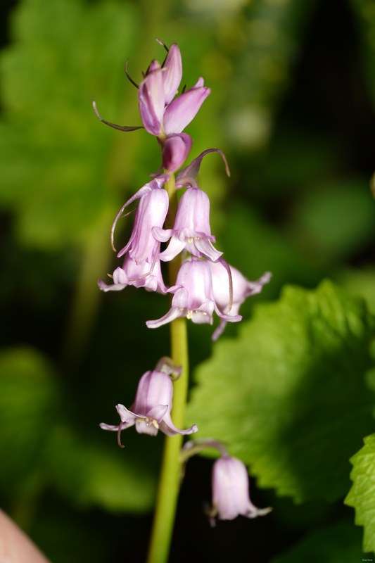 2024-04 - Rosarium Westbroekpark In Macro - SA708101.ok