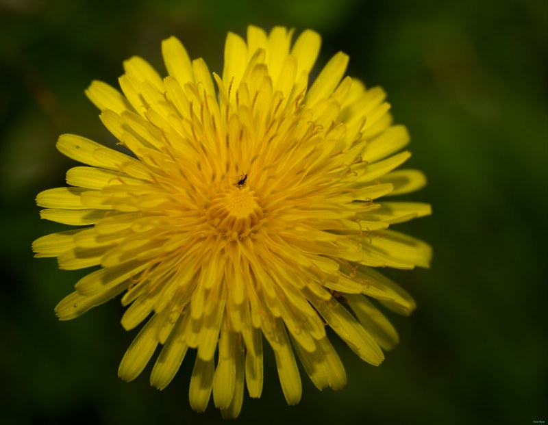 2024-04 - Rosarium Westbroekpark In Macro - SA708129.editted