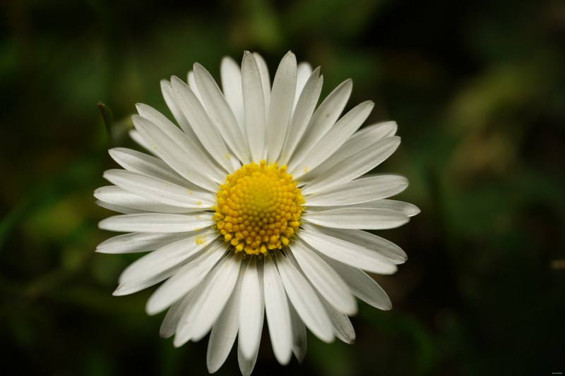 2024-04 - Rosarium Westbroekpark In Macro - SA708134.ok