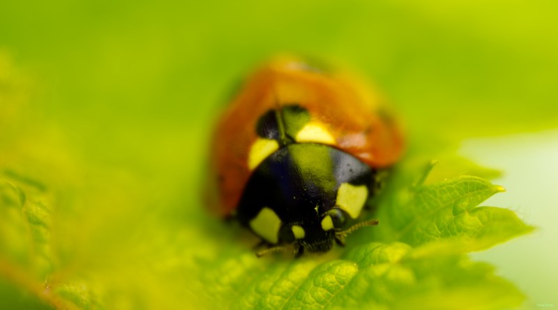 2024-04 - Rosarium Westbroekpark In Macro - SA708161.editted