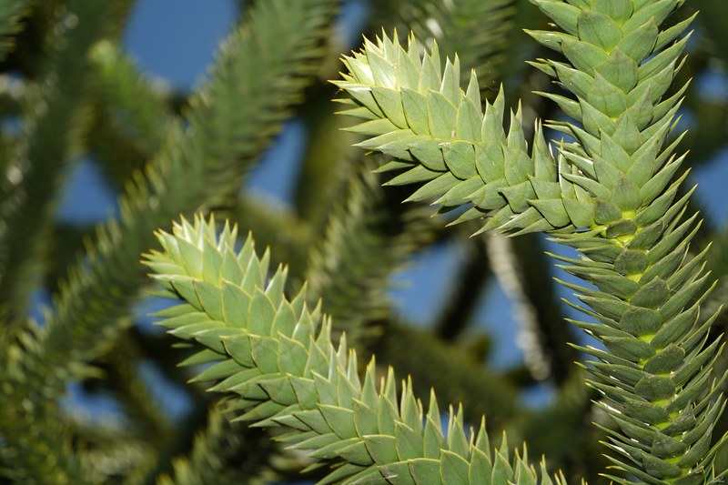 2024-04 - Rosarium Westbroekpark In Macro - SA708179.ok