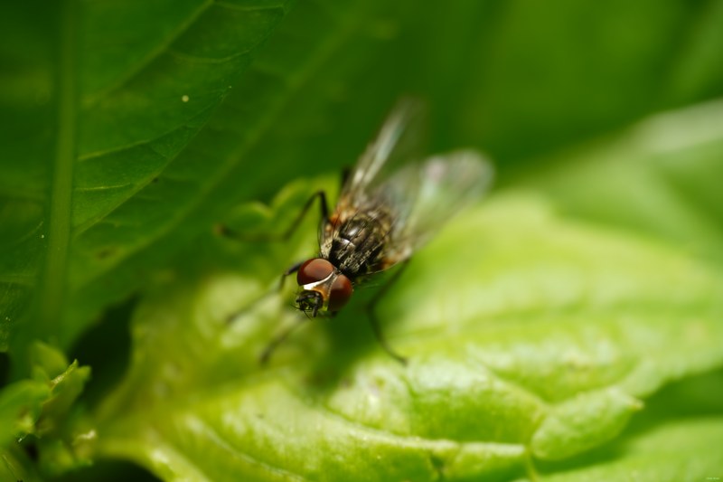 2024-04 - Rosarium Westbroekpark In Macro - SA708194.ok