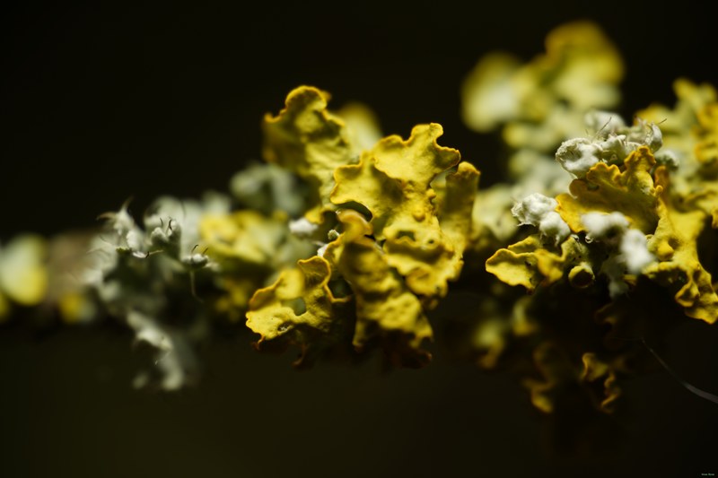 2024-04 - Rosarium Westbroekpark In Macro - SA708230.ok