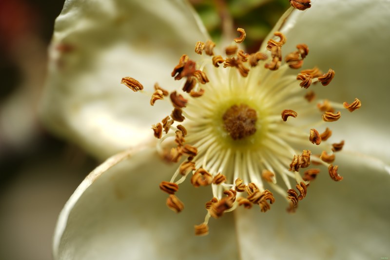 2024-04 - Rosarium Westbroekpark In Macro - cover.SA708094.ok