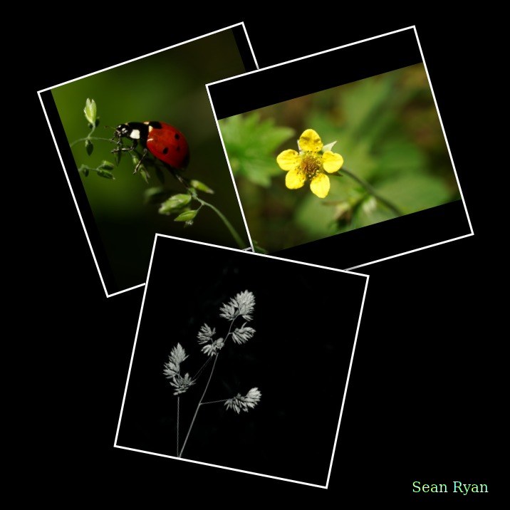 2024-06 - Meijendel Ladybirds Poppies And Trees