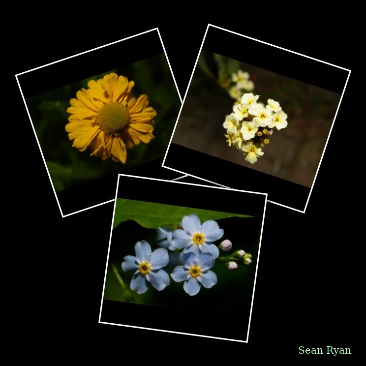 2024-06 - Struinen-in-tuinen Den Haag