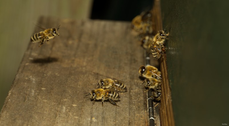 2024-07 - Bees At Apiary Near Clingandael - The Hague - SA709157.editted