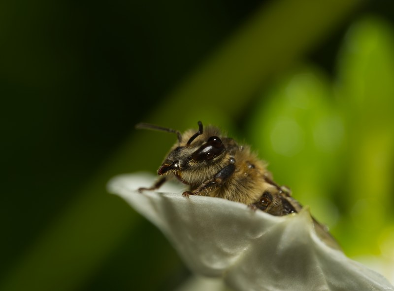 2024-07 - Bees At Apiary Near Clingandael - The Hague