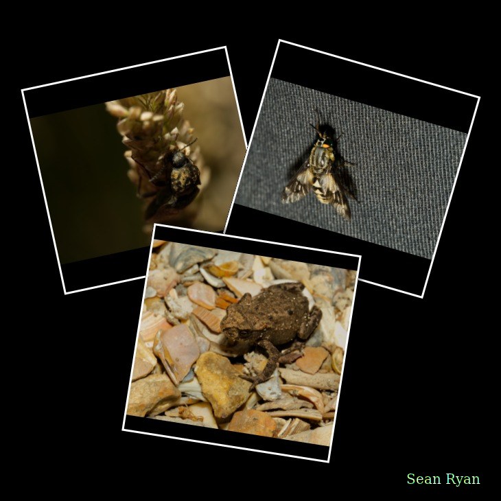 2024-07 - Meijendel Bugs Beetles Ants Toads And Flies