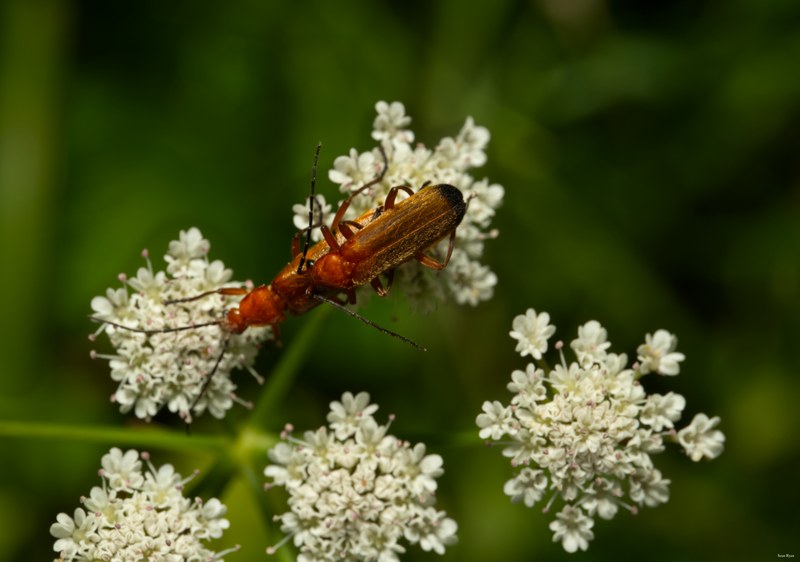 Bugs-and-beetles - SA709623.editted
