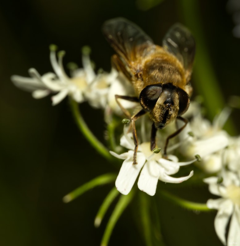 2024-07 - Texel Bugs Flowers And Beasties
