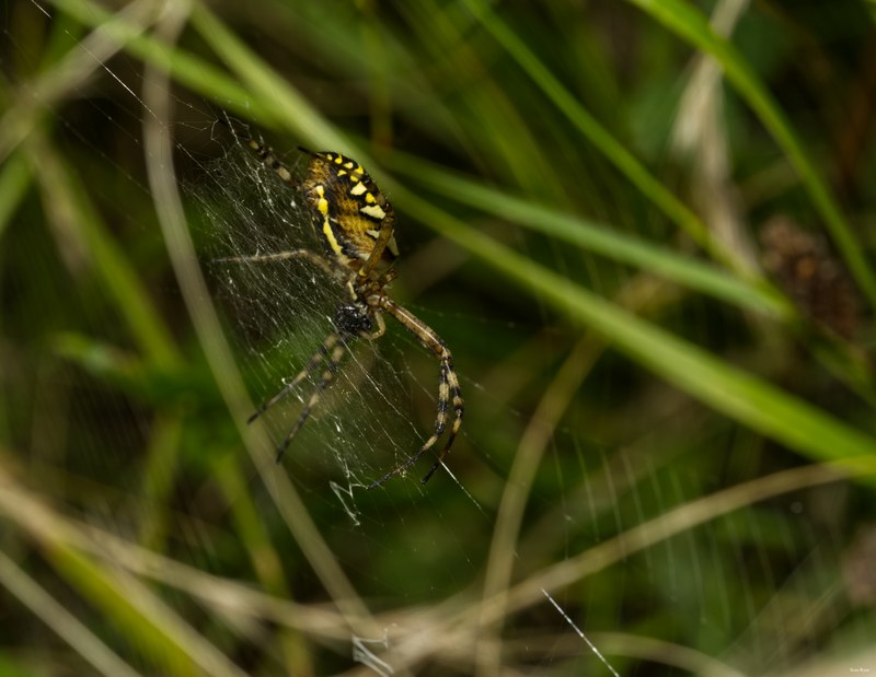 Spiders - SA702483.editted