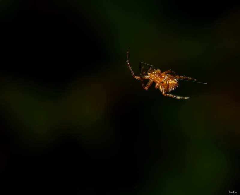 Spiders - SA709685.editted