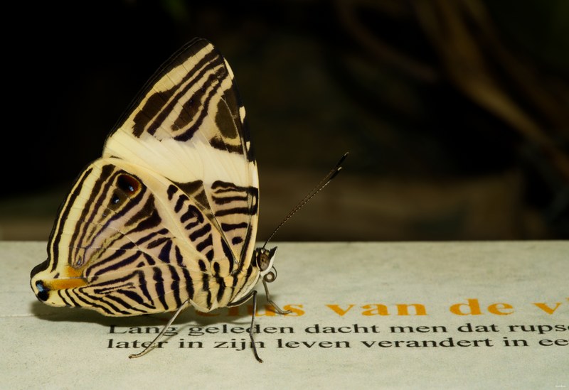 2024-08 - Vlinders Aan De Vliet - Leidschendam