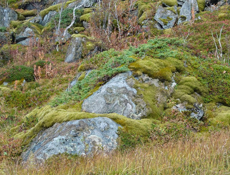 Reine And Moskenes At Lofoten - RX109108.edit.editted