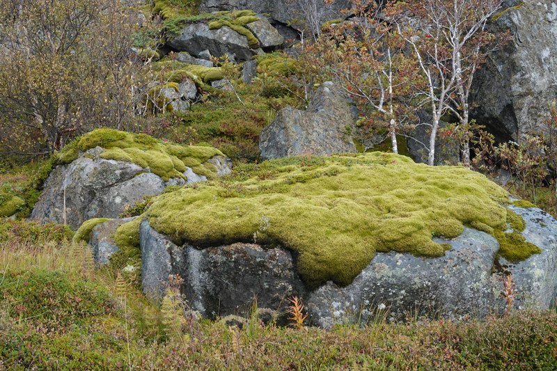 Reine And Moskenes At Lofoten - RX109109.ok
