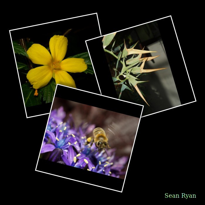 2024-05 - Leiden Botanical Gardens - Spring - Every Day Photos