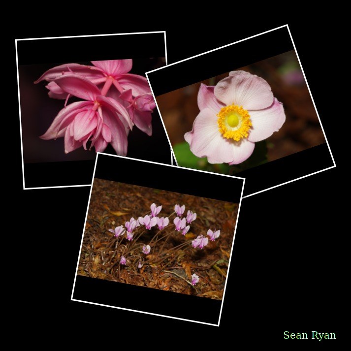 2024-10 - Leiden Botanical Gardens - Autumn - Every Day Photos