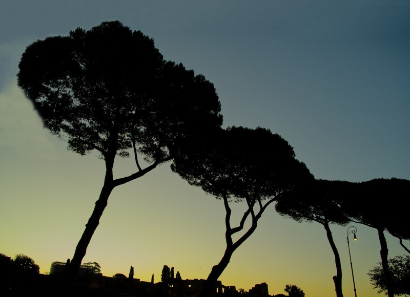 Trees By The Circus Maximus - SA707796.editted