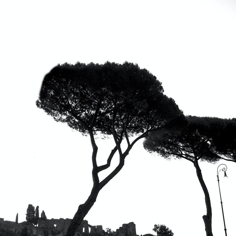 Trees By The Circus Maximus