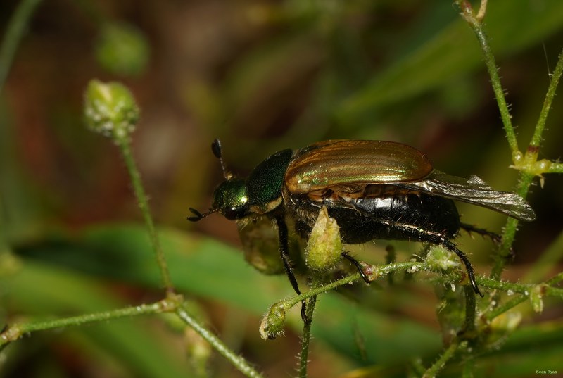 2025-06 - Texel Summer Bugs - SA707591.crop-in.cropped