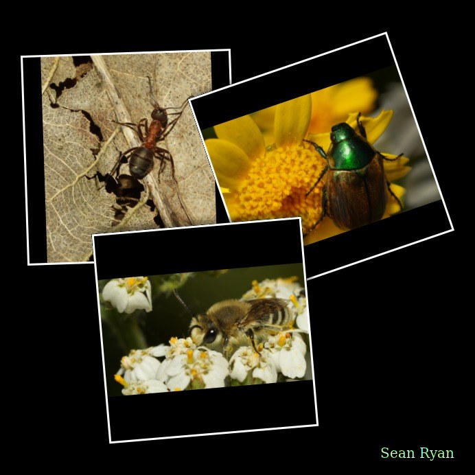 2025-06 - Texel Summer Bugs
