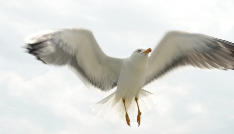 2025-06 - Texel Birds In Flight On Ferry Breeze - RX101258.fave.editted