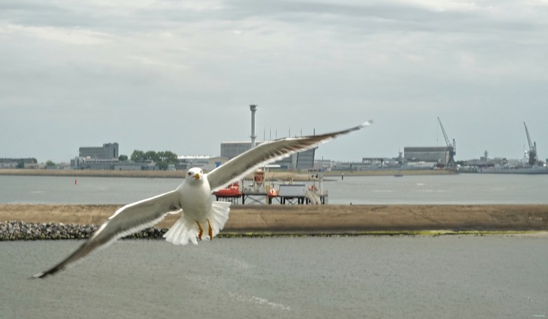 2025-06 - Texel Birds In Flight On Ferry Breeze - RX101259.edit.editted