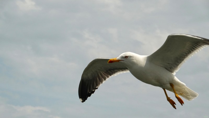 2025-06 - Texel Birds In Flight On Ferry Breeze - RX101309.better.editted
