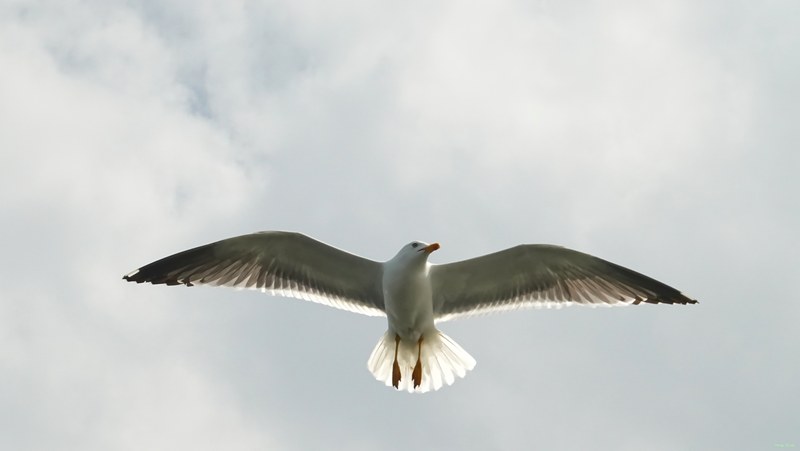 2025-06 - Texel Birds In Flight On Ferry Breeze - RX101313.fave.editted