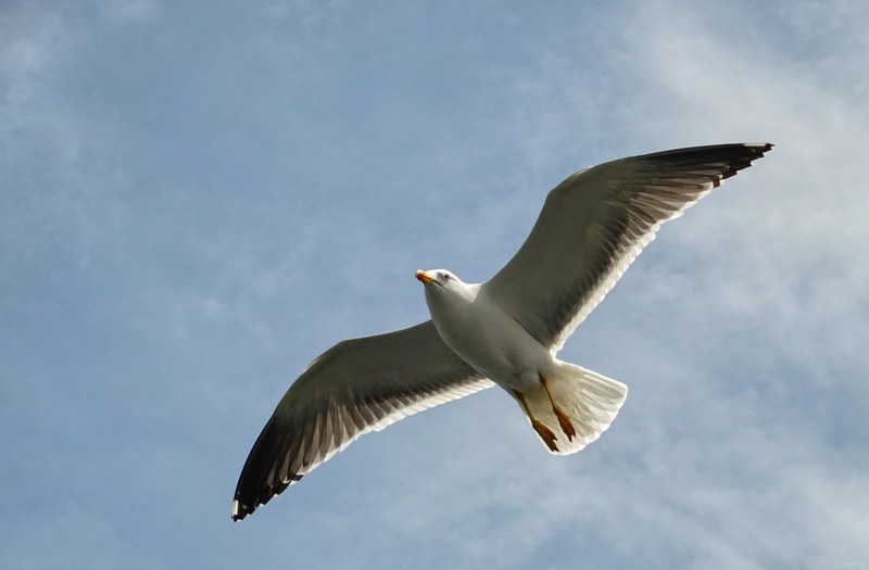 2025-06 - Texel Birds In Flight On Ferry Breeze - cover.RX101311.ok.editted
