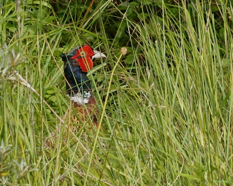 2025-06 - Texel Birds Walking Around - RX101326.crop.cropped