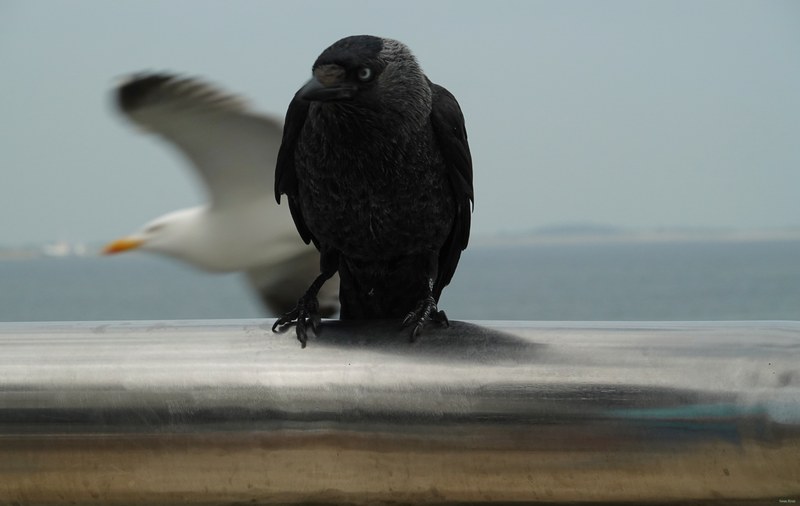 2025-06 - Texel Birds Walking Around - cover.RX101248.fave.edit.editted